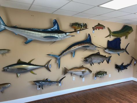 Look at all the beautiful in stock fish mounts we have right now in our showroom! Contact us today to get your new fish mount to hang in your home or office Fish Mount Decor, Waterfowl Taxidermy Mounts, Mounted Fish On Wall, Fish Mounts Taxidermy, Fish Display, Wall Hanging Fish, Fish Taxidermy, Fish Mounts, Trophy Fish