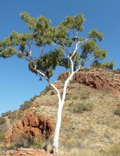 Aboriginal Dreamtime, Gum Tree, Australian Landscape, Creek Bed, Alice Springs, Dry Creek, Drought Tolerant Plants, Northern Territory, A Typical