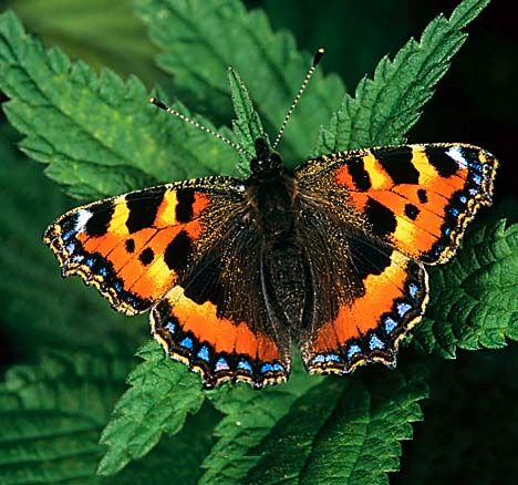 Tortoiseshell Butterfly, Butterfly Facts, Shell Butterfly, Blue Rose Tattoos, Beautiful Butterfly Photography, Big Butterfly, Butterfly Butterfly, Pets Drawing, Butterfly Images