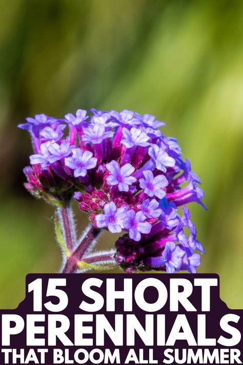 A beautiful alyssum flower blooming gorgeously in a garden. In this post, you'll find these gorgeous plants that can thrive through the basking summer heat. These full sun flowers won't do good in Zone 5 areas because they need to sun to thrive and propagate. Be sure to have your garden ideas ready because you'll need it if you're planning to plant these gorgeous flowers. Best Perennials For Full Sun Zone 8, Flower Garden Design Layout Zone 5, Full Sun Perennials Zone 7b, Zone 8 Plants Full Sun, Short Full Sun Perennials, Low Lying Perennials Full Sun, Zone 7 Full Sun Perennials, Zone 5b Perennial Garden, Flowering Plants For Full Sun