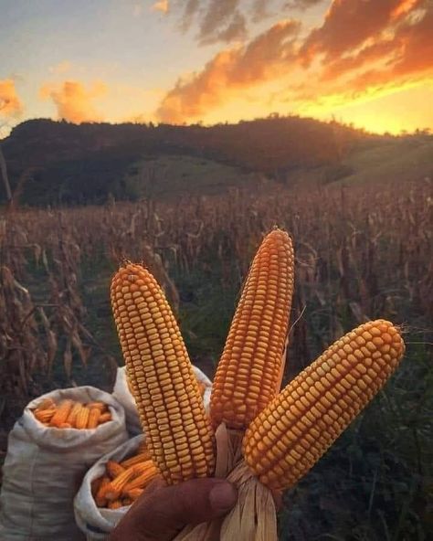 Agriculture Aesthetic, Brazil Pictures, Farming Photography, Agriculture Photos, John Deere Tractors Farms, Crop Protection, Farmer Girl, Farm Photography, Farm Lifestyle