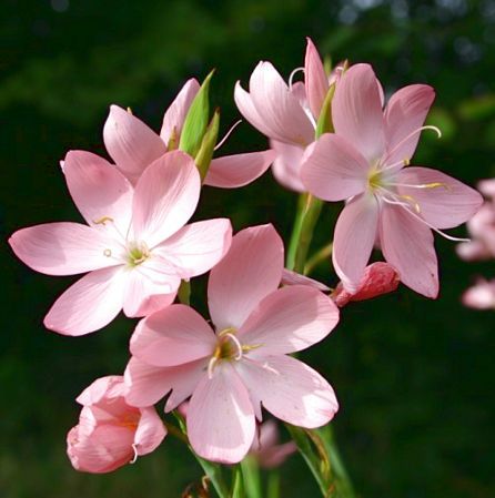 Hesperantha (Schizostylis) coccinea 'Jennifer' Schizostylis Coccinea, Kaffir Lily, Small Widget, Wild Grasses, Wild Grass, Natural Flowers, Holiday Foods, Unusual Flowers, Flowers Garden