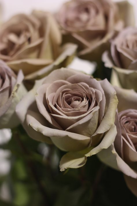 Amnesia Rose = Favorite Rose...would love to have these in my hand some day. Amnesia Rose, Fresh Lavender, Rose Varieties, Flower Names, Lavender Roses, Love Rose, Green Accents, Types Of Flowers, Rose Wedding