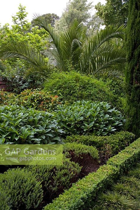 Box Hedge Border, Viburnum Hedge, Viburnum Davidii, Sweet Viburnum, Box Hedges, Box Hedge, Box Hedging, Christchurch New Zealand, Green Border