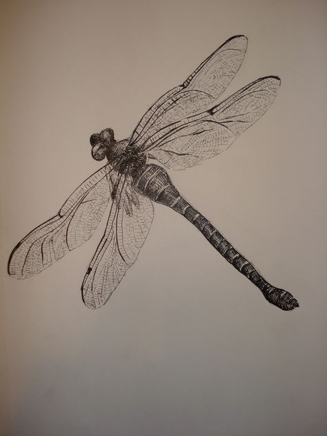 dragonfly study | Flickr - Photo Sharing! Tattoo Dragonfly, Possible Tattoo, Dragonfly Images, Dragonfly Drawing, Dragon Flys, Dragonfly Painting, Dragonfly Tattoo Design, White Ink Tattoo, Dragonfly Dreams