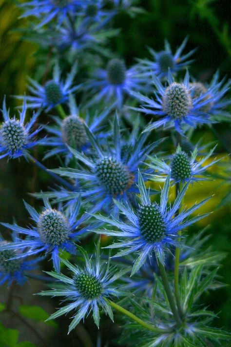 Sea Holly, Blue Garden, Olive Garden, Blue Stars, Exotic Flowers, The Grass, Flower Images, Front Garden, Dream Garden