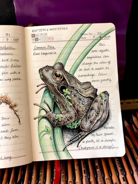 Doodling Animals, Botanical Sketchbook, Field Journal, Animal Study, Sketchbook Art Journal, Art Pastel, Desenho Tattoo, Scientific Illustration, A Frog