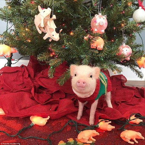 Pigs wear festive pajamas, Santa hats and ugly sweaters | Daily Mail Online Pet Care Printables, Dog First Birthday, Teacup Pigs, Pig Christmas, Pig Crafts, Festive Outfits, Pig Ears, Cute Piglets, Funny Pigs