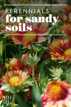 Sandy soil is high in sand content and doesn't hold nutrients or water well. It's also more lightweight and fine than other types of soil. If you have sandy soil you don't need to be limited to desert plants alone. #gardening #gardenideas #perennialtips #perennialflowers #perennialgarden #bhg Sandy soil is high in sand content and doesn't hold nutrients or water well. It's also more lightweight and fine than other types of soil. If you have sandy soil you don't need to be limited to desert plant Flowers That Like Sandy Soil, Sand Flower Bed, Landscape Ideas For Sandy Soil, Sandy Soil Plants Perennials, Beach Gardens Ideas, How To Amend Sandy Soil, Perennials For Sandy Soil, Sandy Garden Ideas, Sandy Yard Landscaping