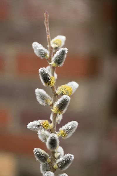 SALIX CAPREA Flamingo Salix Tree, Salix Kilmarnock, Salix Caprea, Sarcococca Ruscifolia, Cistus X Pulverulentus 'sunset', Birds And The Bees, Table Mountain, Diy Landscaping, Color Inspo