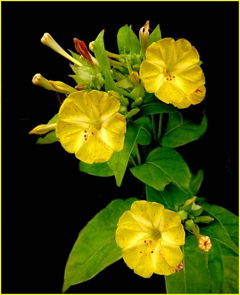 Four O' Clock Flowers 4 O Clock Flowers, Four O Clock Flowers, Spiritual Flowers, Mirabilis Jalapa, Garden Clocks, Clock Flower, Rare Orchids, Four O Clock, Parts Of A Flower