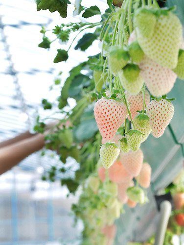 Found on shizuokagourmet.com via Tumblr Gutter Garden, Tanaman Pot, Raw Juice, White Strawberry, Strawberry Fields, Flowers White, Exotic Fruit, Dream Garden, Fruit Trees