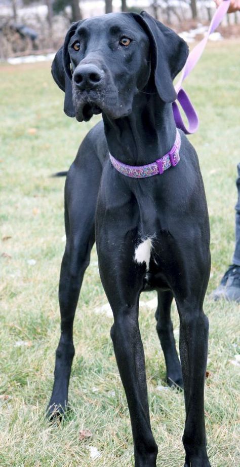 I'm a 1 year old spayed female black Great Dane / Mix. Great Dane Lab Mix, Blue Merle Great Dane, Mantle Great Dane, Black Great Dane, Merle Great Danes, Black Great Danes, Blue Great Danes, Great Dane Mix, Harlequin Great Danes