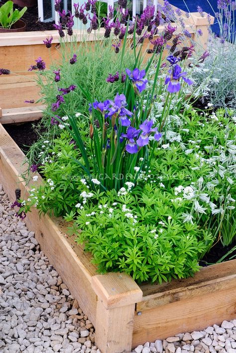 Nice Design for Raised Bed Galium Odoratum, Lavandula Stoechas, Garden Lavender, Spanish Lavender, Sweet Woodruff, Raised Bed Garden, Garden Patio Decor, Vegetable Garden Raised Beds, Short Plants