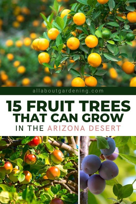 Desert Vegetable Garden, Fast Growing Fruit Trees, Small Fruit Trees, Fruit Trees Backyard, Arizona Garden, Fruit Tree Garden, Arizona Backyard, Arizona Gardening, Fruit Bearing Trees