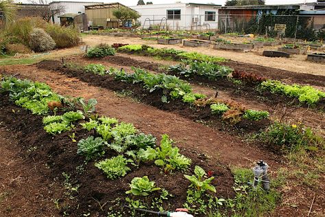 Inground Garden, Victory Garden, Landscaping Inspiration, Food Forest, Yard Design, Fruit Garden, Modern Landscaping, Lawn Garden, Permaculture