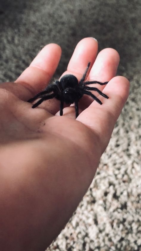 Tarantula Pet Aesthetic, Coquette Tarantula, Spider Pet Aesthetic, Pretty Hate Machine, Pet Tarantula, Spider Baby, Mexican Redknee Tarantula, Brazillian Black Tarantula, Pet Spider