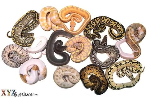 The History Of Ball Python Morphs Snakes For Sale, Python Morphs, Burmese Python, Ball Python Morphs, Ball Pythons, Python Snake, Pet Snake, Ball Python, Reptiles Pet