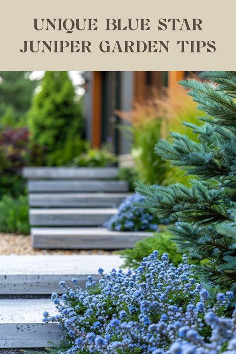 This pin showcases gardening tips for blue star junipers, focusing on planting and caring for these stunning evergreen plants to enhance your garden design. It utilizes 1 image. Juniper Landscaping Ideas, Juniper Landscaping, Juniper Garden, Landscaping Styles, Blue Point Juniper, Blue Star Juniper, Small Evergreen Shrubs, Backyard Balcony, Brunch Table