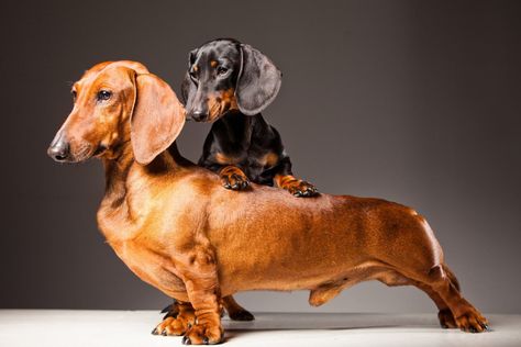 Standard Dachshund, Dachshund Breed, Black Dachshund, Dachshund Funny, Miniature Dachshunds, Dog Poses, Dapple Dachshund, Popular Dog Breeds, Most Popular Dog Breeds