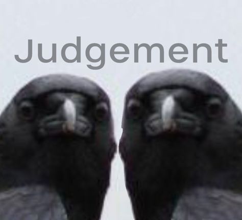 Crow Of Judgement, Raven Funny, Crow Pfp, Crow Core, Funny Crow, Crows Drawing, Black Birds, Crows Ravens, Silly Animals