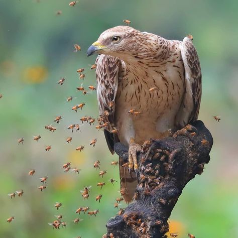 Honey Buzzard (Pernis apivorus) Europe Honey Buzzard, Animals Name In English, Buzzard, Pet Day, Big Bird, Pet Puppy, Cute Birds, Birds Of Prey, Bird Photography