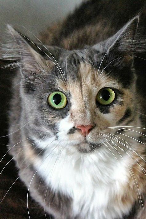 Blue Tortie Cat, Dilute Tortoiseshell Cat, Dilute Calico Cat, Dilute Calico, Tortie Cat, Calico Cats, Kinds Of Cats, Calico Cat, Domestic Cat