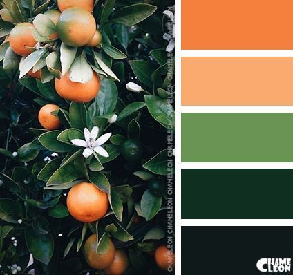 Colour Pallets, Black Color Palette, Orange Color Palettes, Paint Color Schemes, Color Schemes Colour Palettes, Green Color Schemes, Colour Match, Color Guide, Green Colour Palette