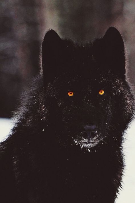 Name: Lucian 'Lucas' or 'Luke' Nigrum  Age: 20 Species: Werewolf.  Rank: Alpha. Colouring: Full Black. Eyes: Gold.  Pack Membership: Dire Wolf Pack.  Name to come at later date. Orange Eyes, Wolf Wallpaper, Wolf Love, Wolf Spirit, Beautiful Wolves, Wolf Tattoo, Bad Wolf, Wild Dogs, Black Wolf