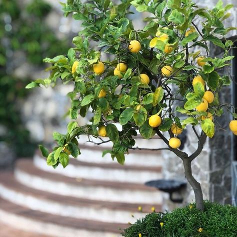 I ❤️ AMALFI COAST | Best Places and Travel Tips | 💛**Ravello Art Hotel Marmorata **is a 4 stars hotel situated in **Ravello** on a wonderful cliff in a lovely, quiet and small bay, in the heart of ... | Facebook Bergamot Flower, Wood Raised Garden Bed, Citrus Tree, Meyer Lemon Tree, Design Garden Ideas, Lemon Trees, Metal Raised Garden Beds, Art Hotel, Avocado Banana