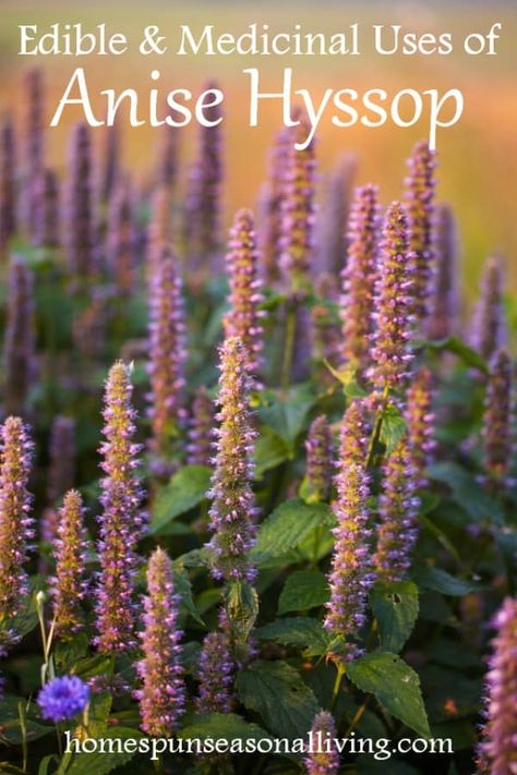 5 Uses for Anise Hyssop | Homespun Seasonal Living Anise Hyssop Tea, Anise Hyssop Uses, Anise Hyssop Recipe, Hyssop Recipes, Anis Hyssop, Hyssop Benefits, Hyssop Flower, Bible Plants, Garden Preservation