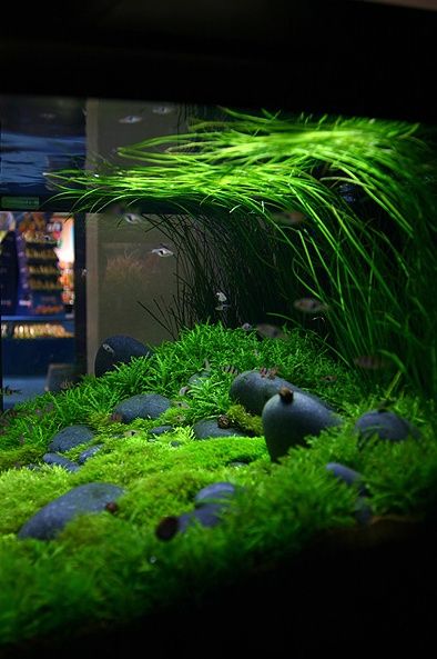 Aquascaping Aquascape Ideas, Water Terrarium, Amazing Aquariums, Fish Tank Design, Aquascape Design, Black Rocks, Aquatic Garden, Aquarium Terrarium, Fresh Water Fish Tank