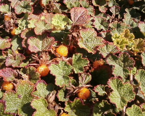 Creeping raspberry plant as edible ground cover Creeping Raspberry, Raspberry Plant, Raspberry Plants, Ground Covers, Garden Life, Powdery Mildew, Evergreen Plants, Ground Cover Plants, Low Maintenance Plants