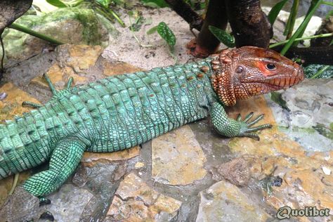 Caiman Lizard, Big Iguana, Iguana Pet, Big Pond, Chameleon Lizard, Exotic Pet, Green Iguana, Reptile Room, Reptile Tank