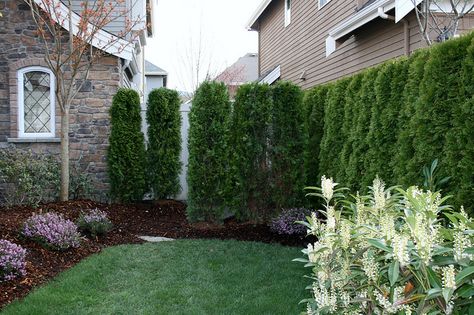 Weekend project, plant a front/side yard privacy hedge! Privacy Patio, Landscaping Around Patio, Landscaping Around House, Backyard Ideas For Small Yards, Small Yard Landscaping, Privacy Trees, Privacy Plants, Privacy Landscaping, Living Fence