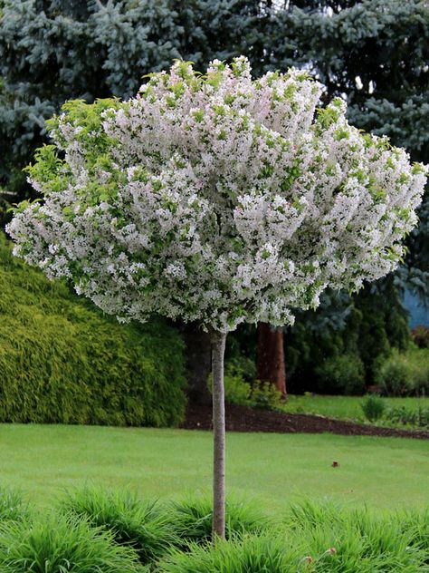 Edible Grass, Australian Native Garden, Front Garden Landscape, Crabapple Tree, Crab Apple, Native Garden, Plant Supports, House Landscape, Garden Layout