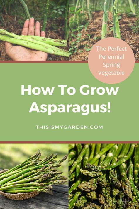 When To Plant Asparagus, Growing Asparagus From Seed, Harvesting Asparagus, Asparagus Garden, Grow Asparagus, Asparagus Seeds, Fast Growing Vegetables, Spring Perennials, Asparagus Plant