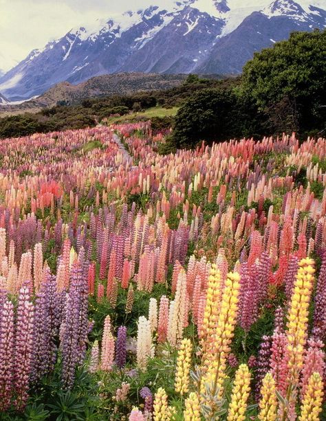 Field Full Of Flowers, Fotografi Vintage, Image Nature, Images Esthétiques, Alam Semula Jadi, Nature Aesthetic, Flower Field, Pretty Places, Instagram Foto