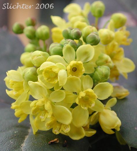 mahonia aquifolium flowers | ... nana berberis sonnei mahonia repens mahonia sonnei odostemon repens Oregon Grape Flower Tattoo, Oregon Grape Tattoo, Oregon Grape Flower, Oregon State Flower, Mahonia Aquifolium, Insects Tattoo, Grape Flower, Backyard Habitat, Pnw Art