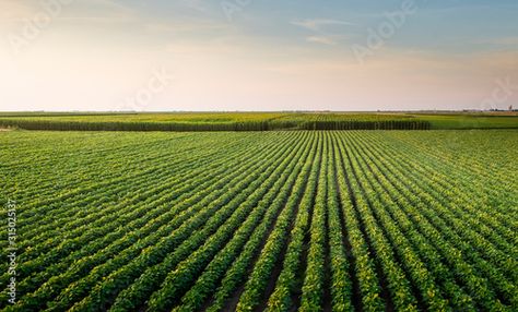 Stock Image: Open soybean field at sunset. Field At Sunset, Agricultural Land, Land Use, The Coast, Geography, Agriculture, South America, Chile, This Is Us