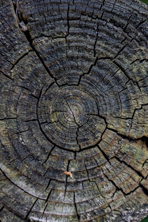 Tree Trunk Texture Photos, Download The BEST Free Tree Trunk Texture Stock Photos & HD Images Tree Trunk Texture, Tree Textures, Photos Hd, New Images, Textured Wallpaper, Hd Images, Textures Patterns, Aqua Blue, Textured Background