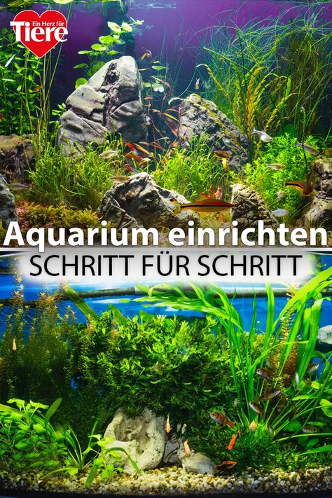 Bevor Fische und andere Tiere in ein Aquarium einziehen können, muss dieses erst eingerichtet werden. Das ist beim Aufbau eines Aquariums zu beachten. #aquarium #fische #tipps #schrittfürschritt Aqua Scaping, Bawah Air, Aquarium Terrarium, Aquarium Fish Tank, Aquascaping, Aquarium Fish, Aquariums, Fish Tank, Terrarium