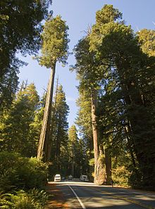 Sequoia sempervirens - Wikipedia Redwood Highway, Sequoia Sempervirens, Coast Redwood, Coastal Redwood, California Native Plants, Tree Species, Conifer Trees, Redwood Tree, Fast Growing Trees