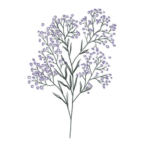 Baby’s Breath Drawing, Baby Breath Drawing, Baby's Breath Drawing, Purple Baby Breath, Breath Drawing, Spring Cartoon, Sketch Flower, Cartoon Purple, Drawing Baby