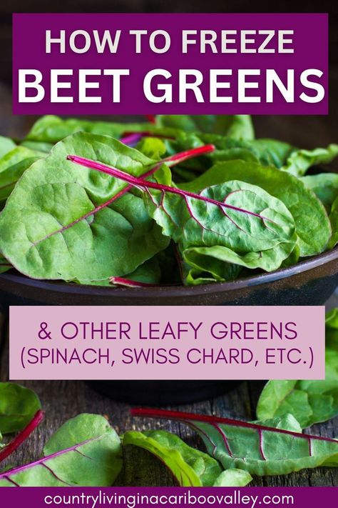 Freeze fresh Beet greens easily with this simple preserving method. Store beet greens in an airtight container in the freezer for months, after following these quick and easy tips for freezing fresh leafy greens from the vegetable garden. Greens For Smoothies, Freezing Beets, Beet Green Recipes, Leafy Green Vegetables, Green Leafy Vegetables, Freezing Fruit, Fresh Beets, Freeze Greens, Beet Greens