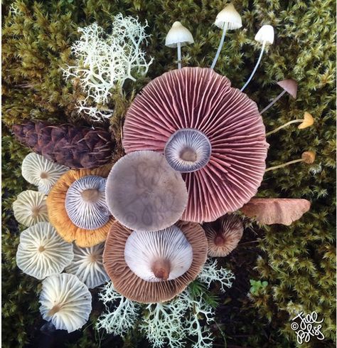 The Magical Beauty Of Mushrooms Captured By Jill Bliss In 10+ Colorful Photos Different Types Of Mushrooms, Types Of Mushrooms, Mushroom Fungi, Arte Inspo, Mushroom Art, Patterns In Nature, Botany, Nature Beauty, Mother Nature