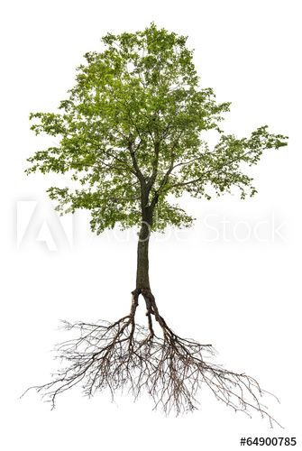 Stock Image: single green linden tree with root Linden Tree, Mangrove Forest, Tree Roots, Winter Trees, Oak Tree, Tree Painting, Colour Images, A Tree, Tree Of Life