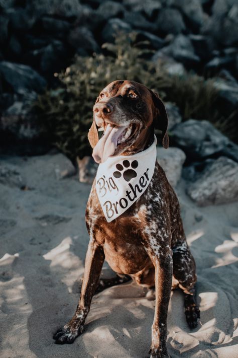 Baby Announcement Dog, Big Brother Dog, Dog Baby Announcement, Pregnant Dog, Beach Shoot, Pregnancy Gifts, Shoot Inspiration, Dog Photography, Baby Dogs