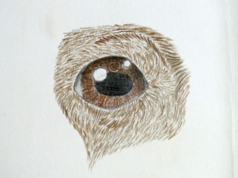 Drawing of a deer eye in colored pencil How To Draw Doe Eye, Deer Eyes Drawing, Drawings Of Deer, Deer Drawing Side View, Reindeer Drawing Realistic, Deer Drawing Color, Drawing Of A Deer, Deer Eyes, Animal Line Drawings