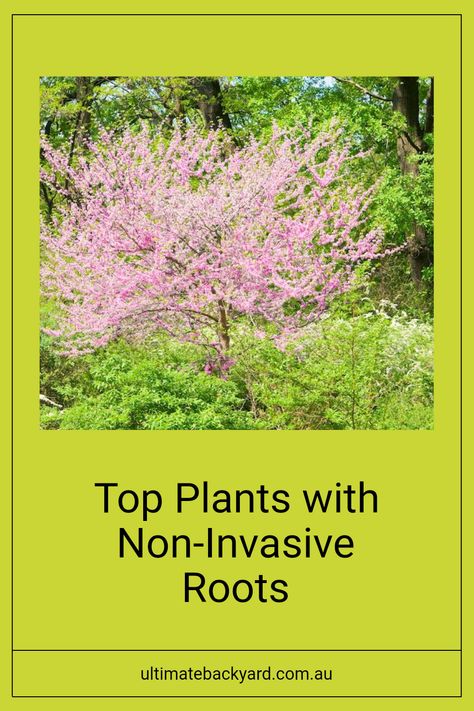 Looking to plant trees or shrubs without worrying about damage to your foundations or drainage systems? Check out our top picks for plants with shallow root systems that won’t wreak havoc on your property. For example, the Silver Birch is a fantastic addition to any garden and incredibly low maintenance. Discover how these selections can bring greenery to your backyard while keeping your home safe. Click to read the full article and explore more options that suit your landscape! Ultimate Backyard, Drainage System, Healthy Garden, Root System, Silver Birch, Backyard Garden Design, Top Pick, Backyard Garden, Water Features